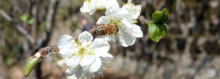 Rural Biodiversity
